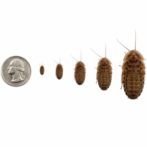 Dubia roaches small medium - roaches,