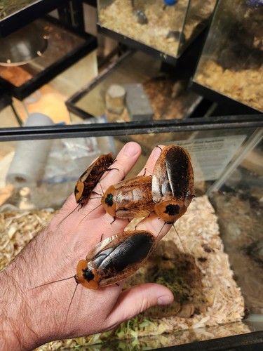Count peppered roach large - 12,