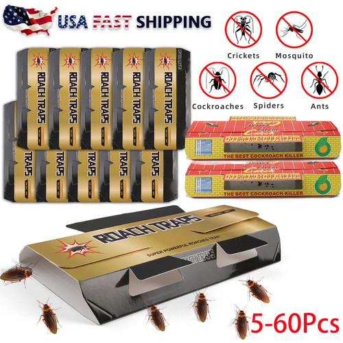 60pcs pest roach - to, glue