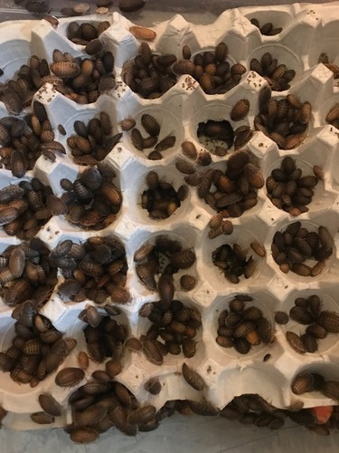Small dubia roaches - small, roaches,
