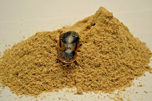 Dubia roach food cricket - dubia,