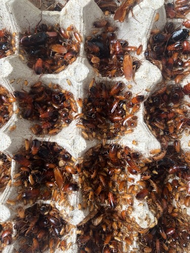 Red runner roaches blatta - roaches, (blatta